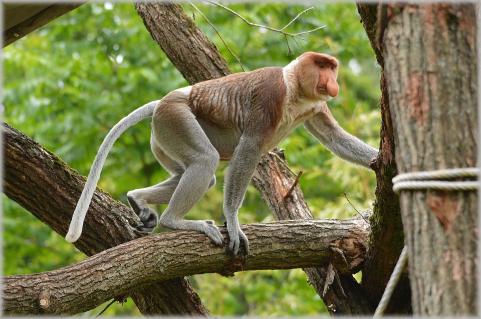  Ubud Monkey Forest 